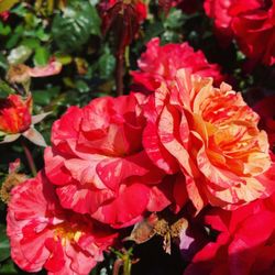 Green Acres Nursery Supply 181 Photos 206 Reviews Green Acres Nursery Supply 181