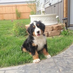 bernese mountain dog puppies colorado bernese mountain dog puppies colorado