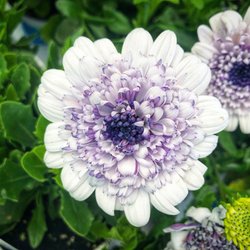 The Bruce Company 44 Photos 17 Reviews Nurseries Gardening The Bruce Company 44 Photos 17 Reviews Nurseries Gardening 2830 Parmenter St Middleton Wi Phone Number Yelp
