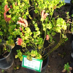 Desert Gardens Nursery Closed 25 Photos Nurseries Gardening Photo Of Desert Gardens Nursery Glendale Az United States