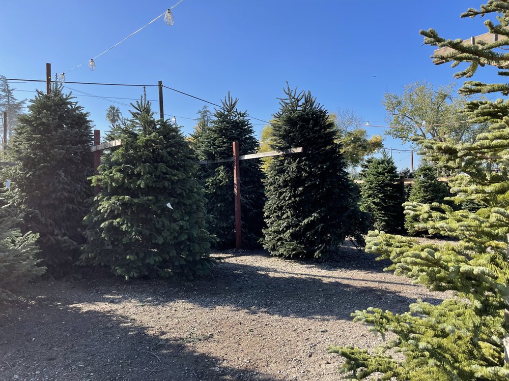 Nyberg's Christmas Trees