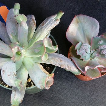 terra sol garden center 52 photos 30 reviews nurseries
