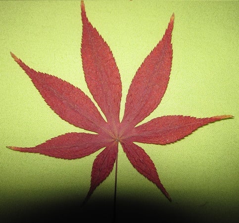 Red Leaf Lawn & Tree Care