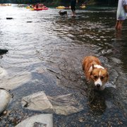 chattapoochee dog park chattapoochee dog park