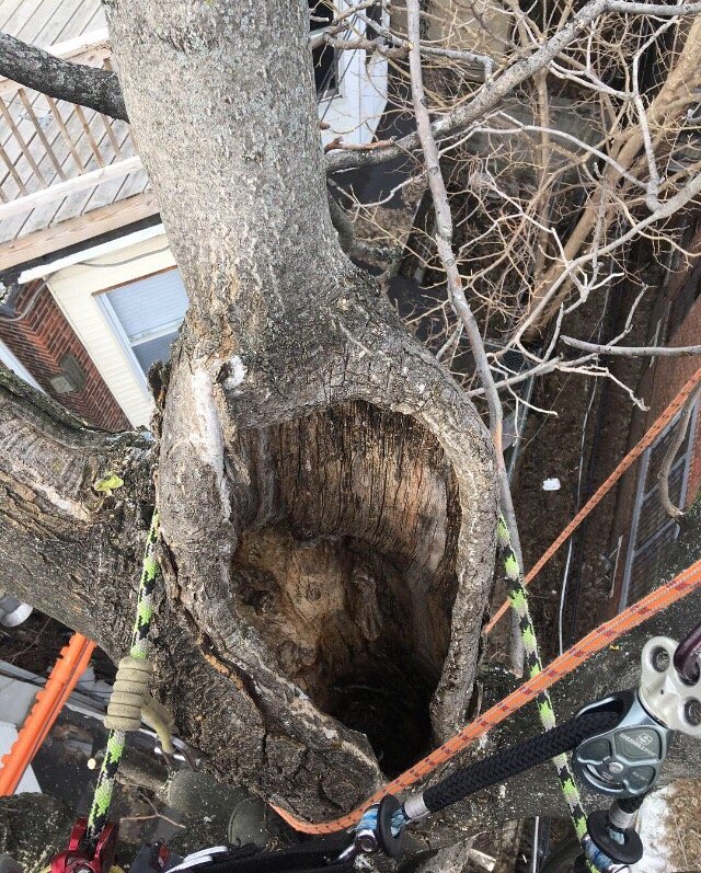 Tree Tech