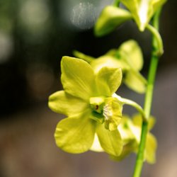 The Best 10 Nurseries Gardening In Sacramento Ca Last Updated Exotic Plants