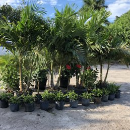 All About Gardens Nursery 34 Photos Nurseries Gardening 2350 Photo Of All About Gardens Nursery Davie Fl United States