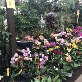 San Gabriel Nursery Florist 380 Photos 203 Reviews Nurseries Photo Of San Gabriel Nursery Florist Ca United States