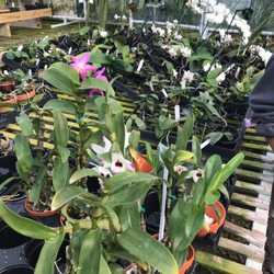 The Orchid Trail Nurseries Gardening 402 Church St Photo Of The Orchid Trail Morrisville Nc United States