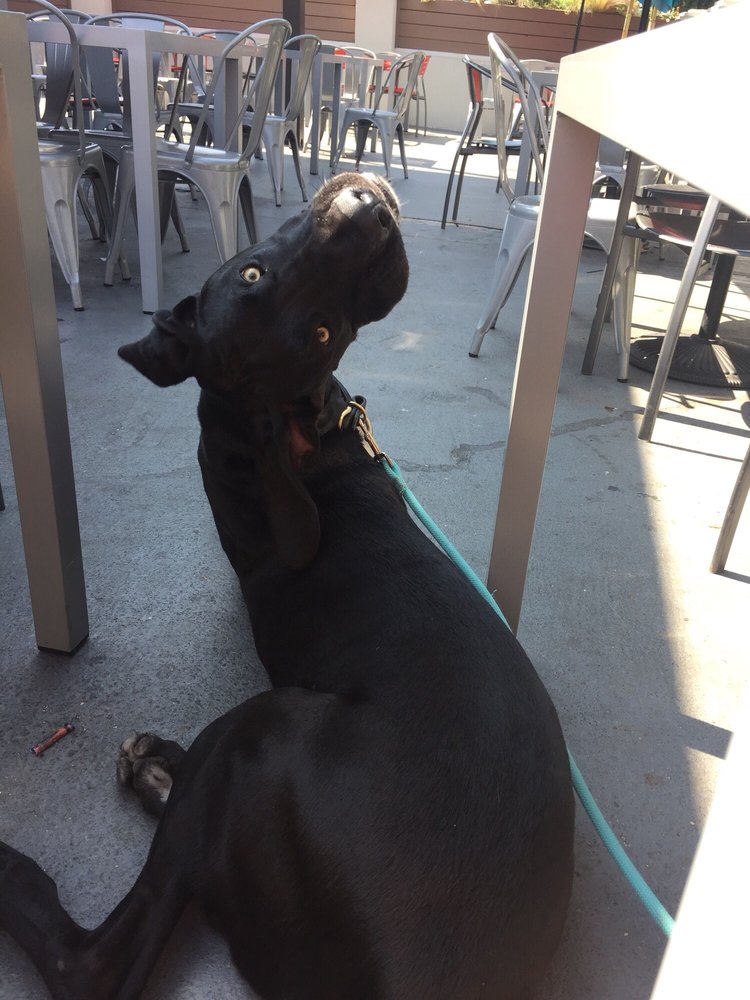 El Ponce S Dog Friendly Patio Yelp