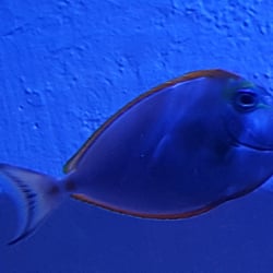 fish frenzy 24 photos