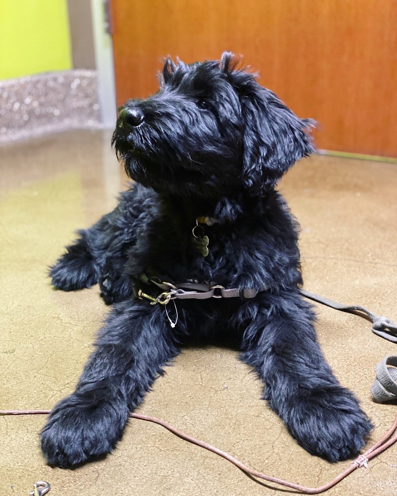 The Veterinary Care Center