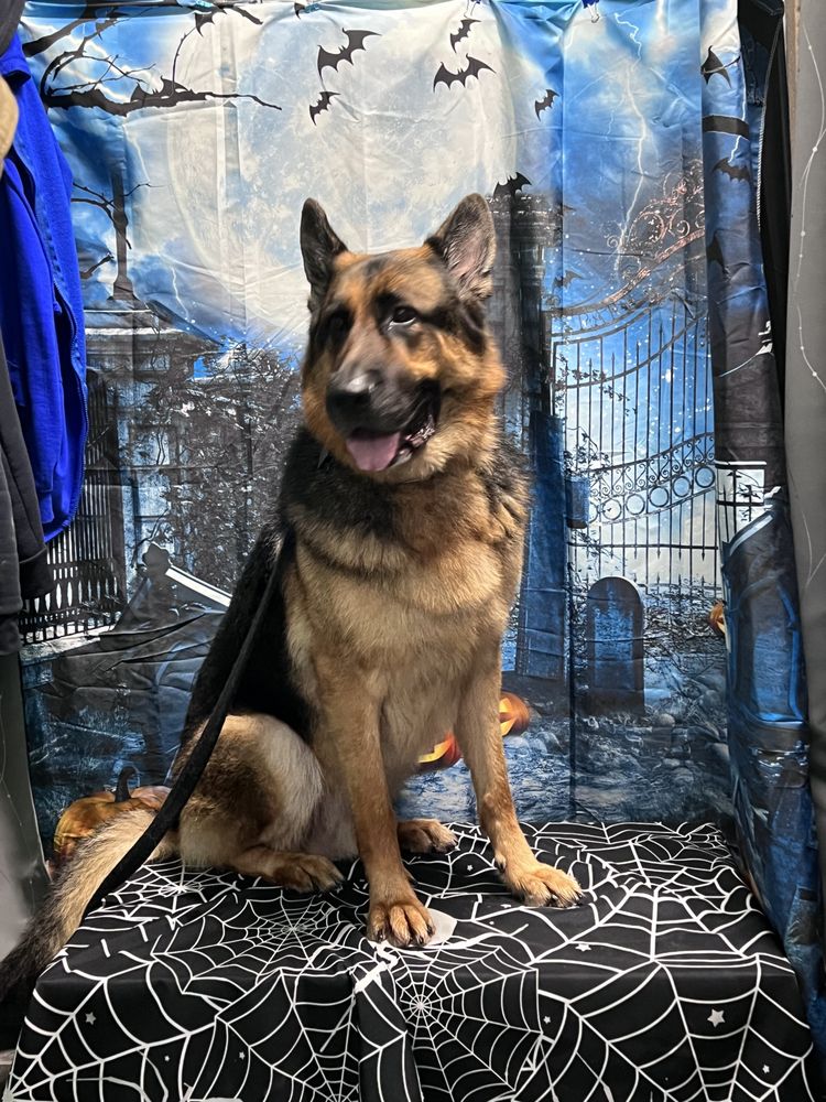 Pawz On The Go Pet Services