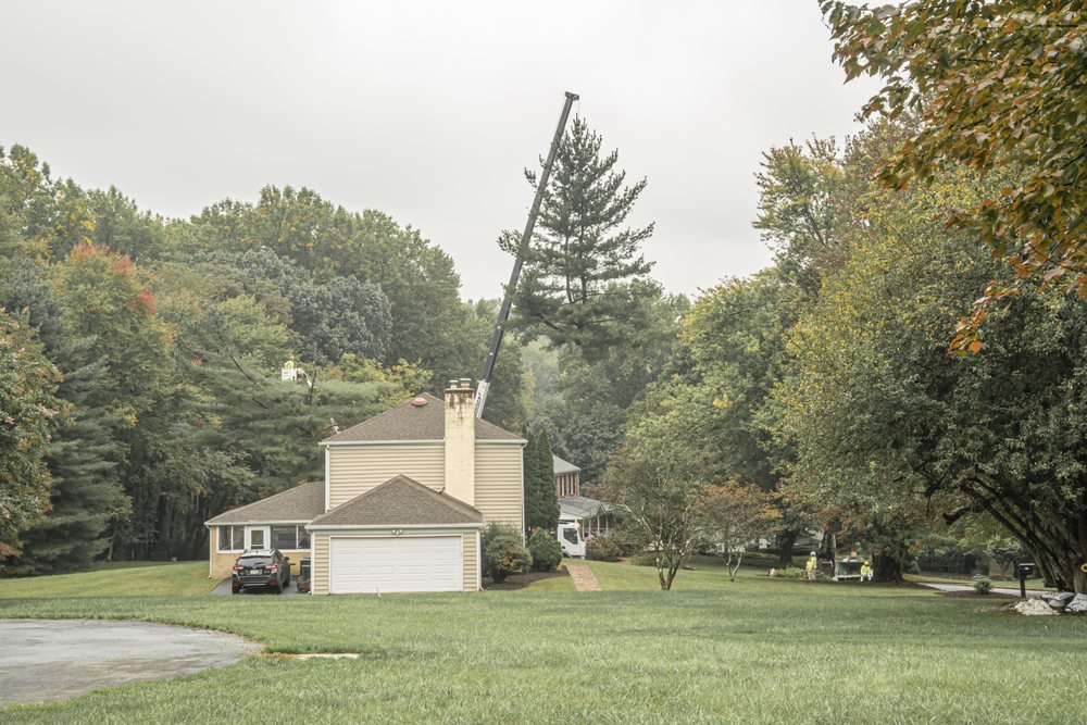 Carney Tree