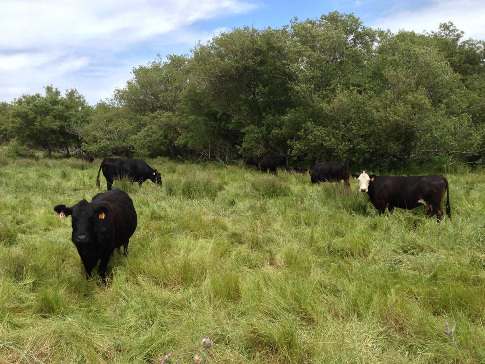 True Grass Farms CSA 1257 Estero Rd, Valley Ford, CA Phone Number