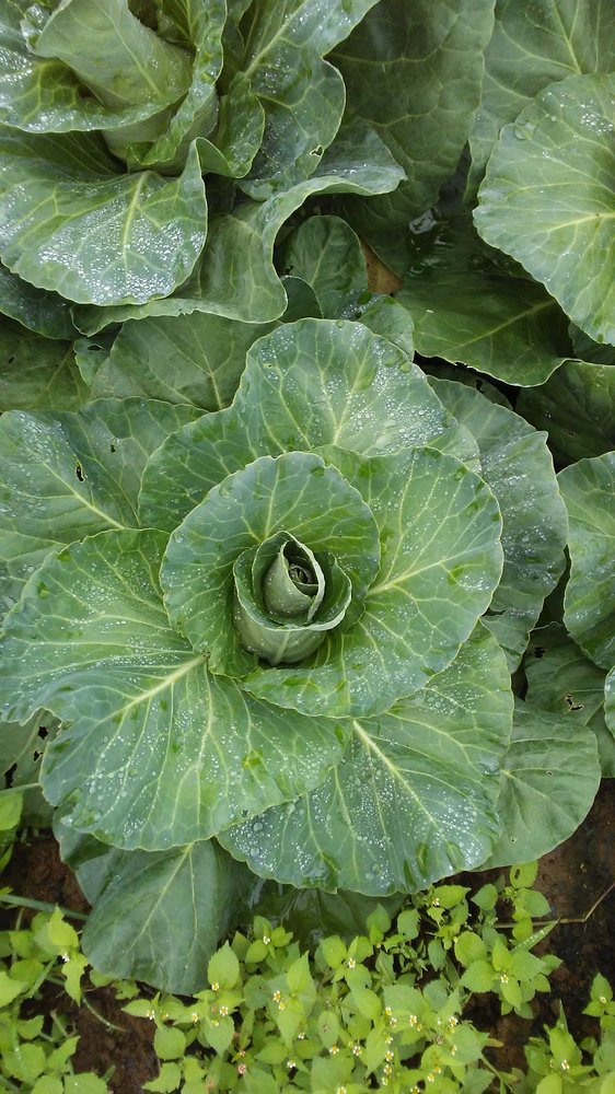 Spiritual Food CSA