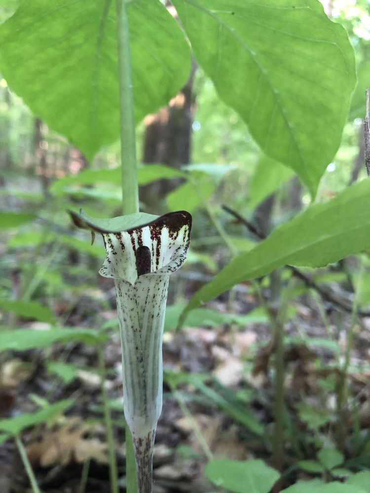 Triangle Body Therapy