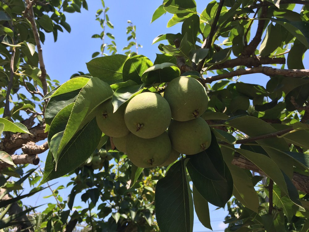 Exotica Rare Fruit Nursery 191 Photos 69 Reviews Nurseries Exotica Rare Fruit Nursery 191 Photos 69 Reviews Nurseries Gardening 2508 E Vista Way Ca Phone Number Last Updated December 17