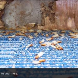 Pacific Coast Termite 110 Reviews Pest Control 1211 N Batavia Photo Of Pacific Coast Termite Orange Ca United States