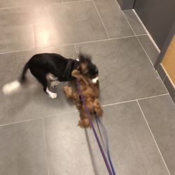 pet cremation staten island