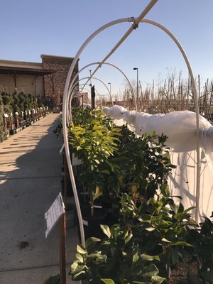 Green Acres Nursery Supply 205 Serpa Way Folsom Ca Nurseries Green Acres Nursery Supply 205 Serpa Way Folsom Ca Nurseries Mapquest