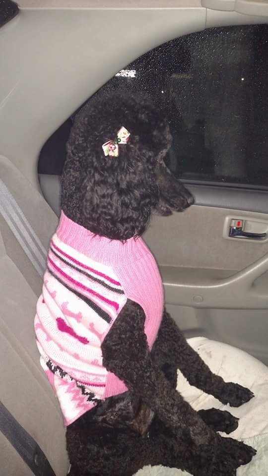 grooming spokane this is chandella after being at the groomers she s a happy yelp grooming spokane this is chandella after being at the groomers she s a happy yelp