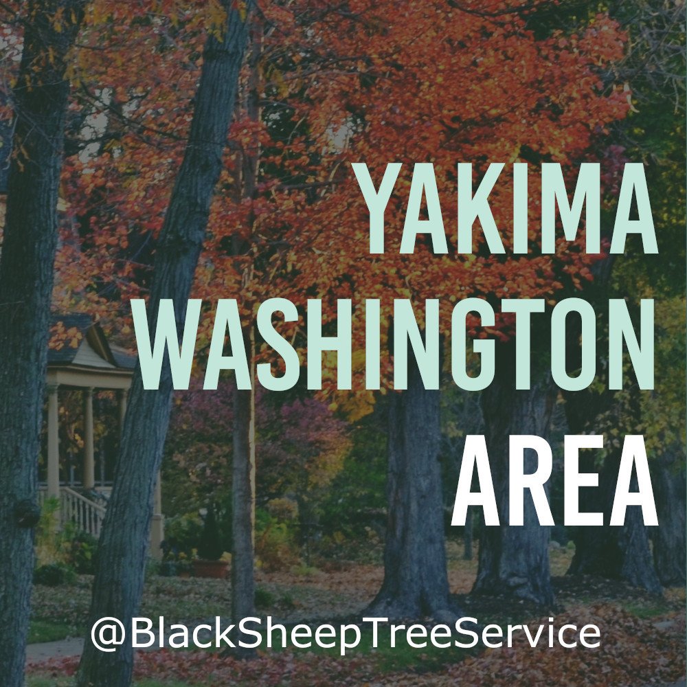 Black Sheep Tree Service