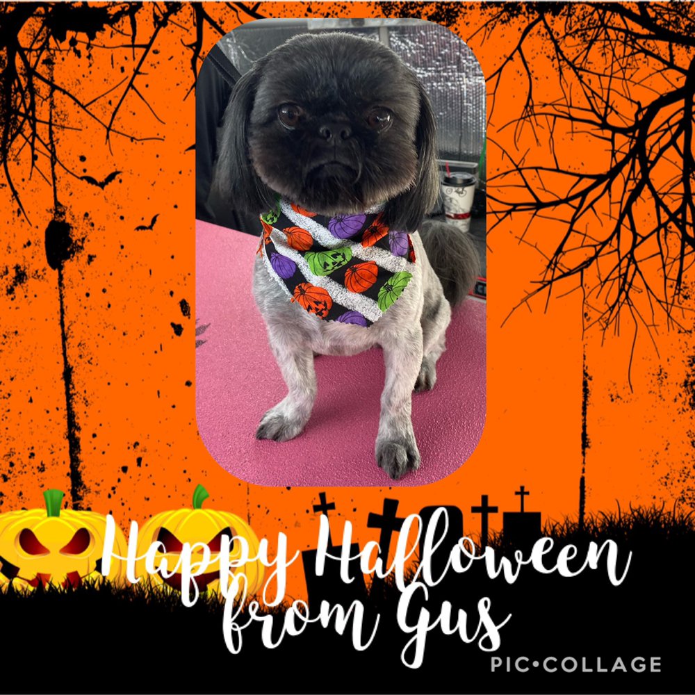 squeaky clean mobile grooming