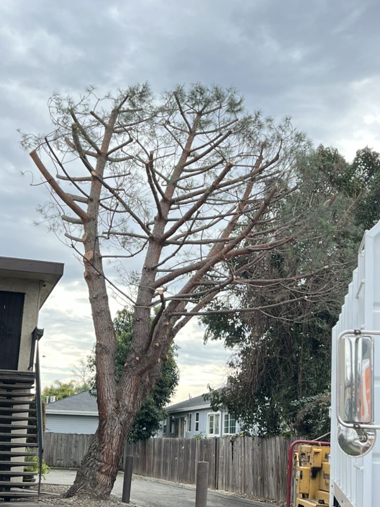Castillo Tree Service