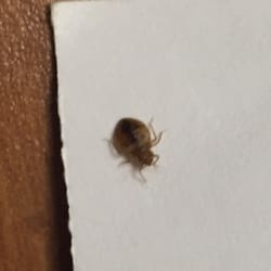 Super 8 Johnstown Gville Hotels 301 N Comrie Avenue Photo Of Super 8 Johnstown Gville Ny United States Bedbug
