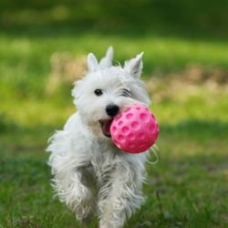 Romp Dog Day Care Scottsdale Romp Dog Day Care Scottsdale