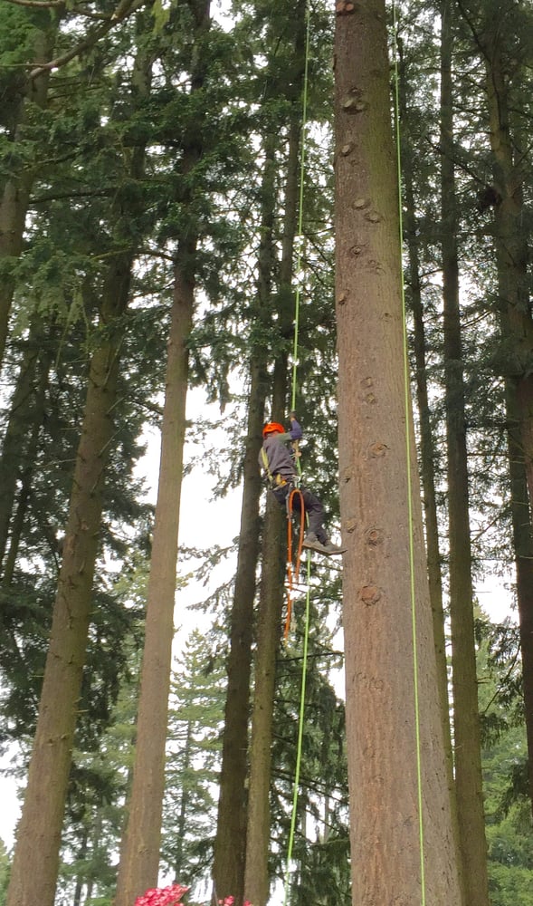 Ward Tree Care Tree Services West Linn, OR Phone
