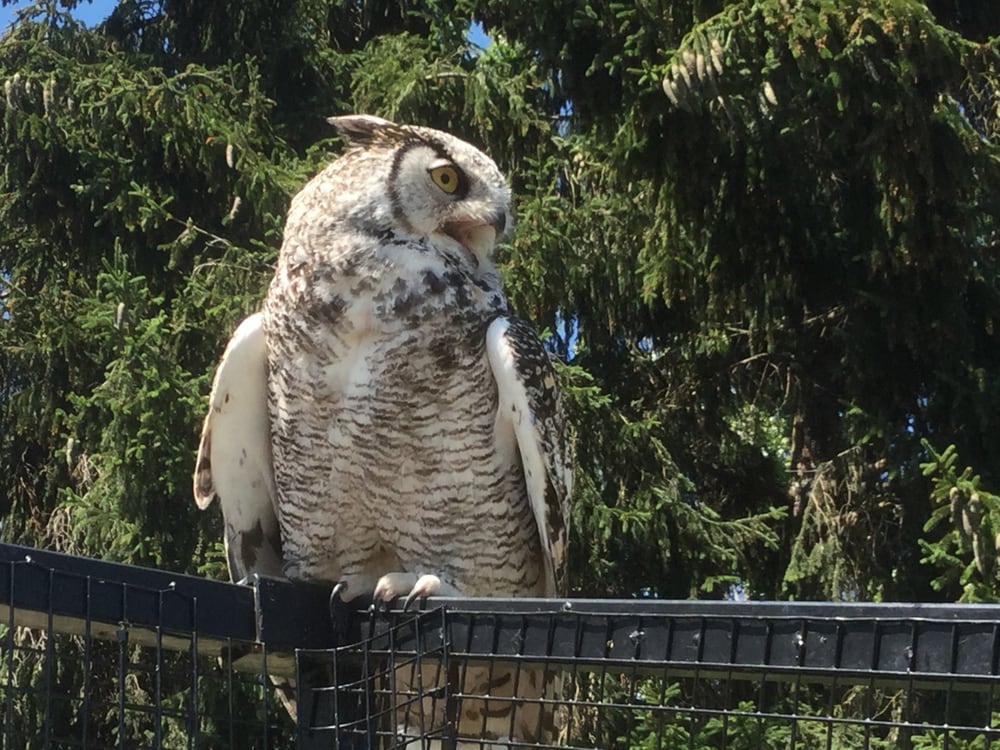 Greater Vancouver Zoo 62 Photos & 47 Reviews Zoos 5048 264 Street