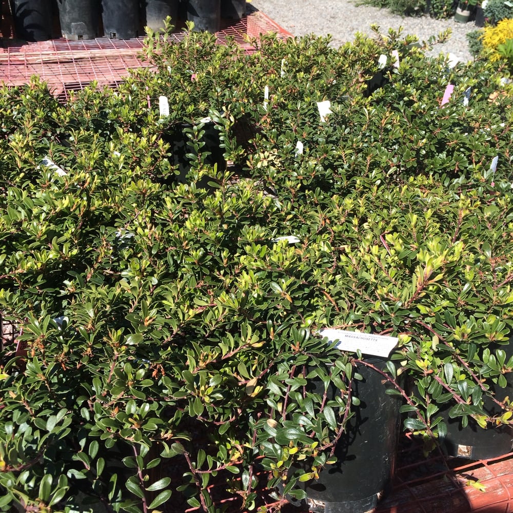 Tower Perennial Gardens