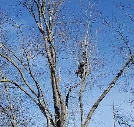 Deadwood Tree Service