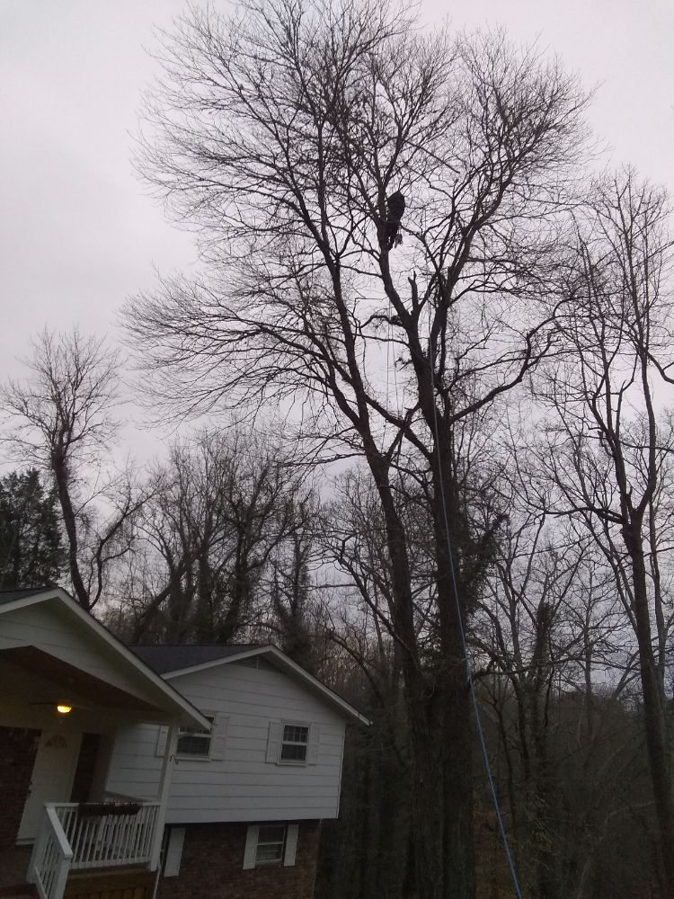 Acorns Tree Service
