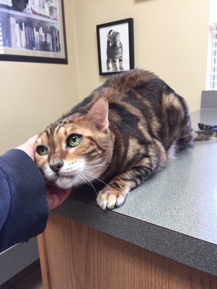 Lewisville Animal Hospital 10 Photos &amp; 19 Reviews