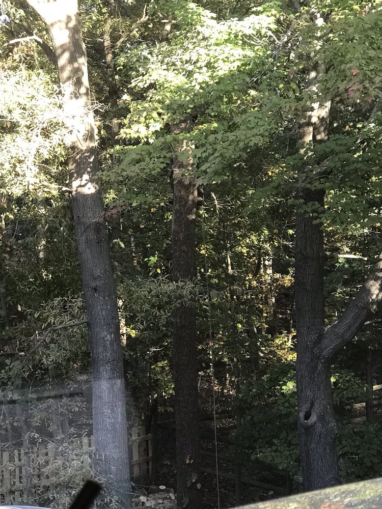 Tino’s Tree Service