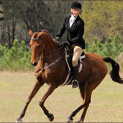 Horseback Riding In Daytona Beach Yelp Flying Z Les