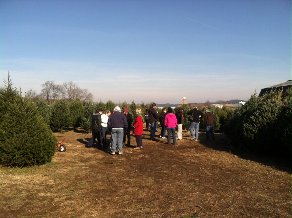 clark s christmas tree farm christmas trees 235 pusey clark s christmas tree farm christmas trees 235 pusey