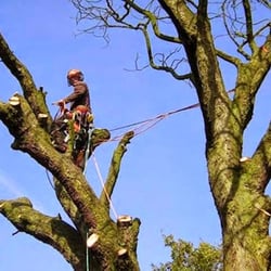 Highpoint Tree Care 37 Photos 16 Reviews Services The Photo Of Highpoint Tree Care The Woodlands Tx United States