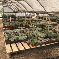 Cactus Mart 69 Photos 31 Reviews Nurseries Gardening 3571 Cactus Mart 69 Photos 31 Reviews Nurseries Gardening 3571 Howe Rd Fillmore Ca Phone Number Yelp