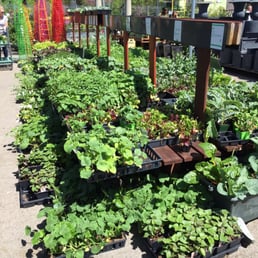 Gardens of Babylon - 67 Photos & 45 Reviews - Nurseries & Gardening