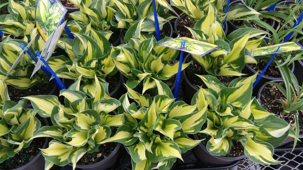 Peter Knippel Nursery