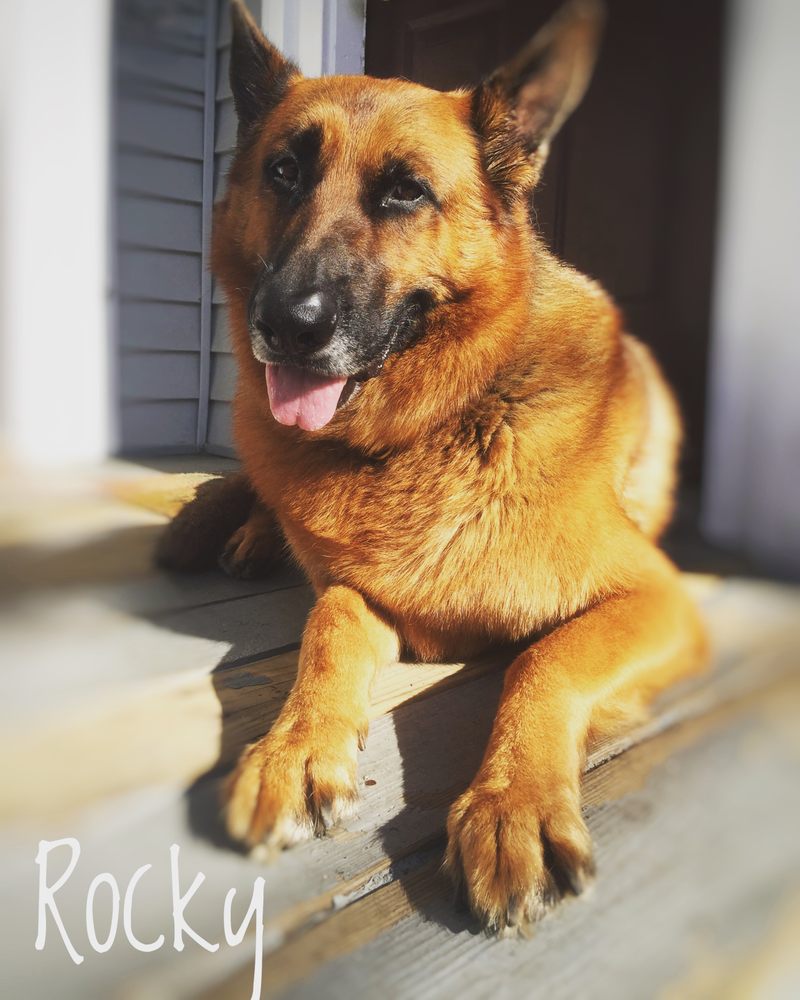 Happy Paws Boston 18 Photos & 19 Reviews Dog Walkers 376 W