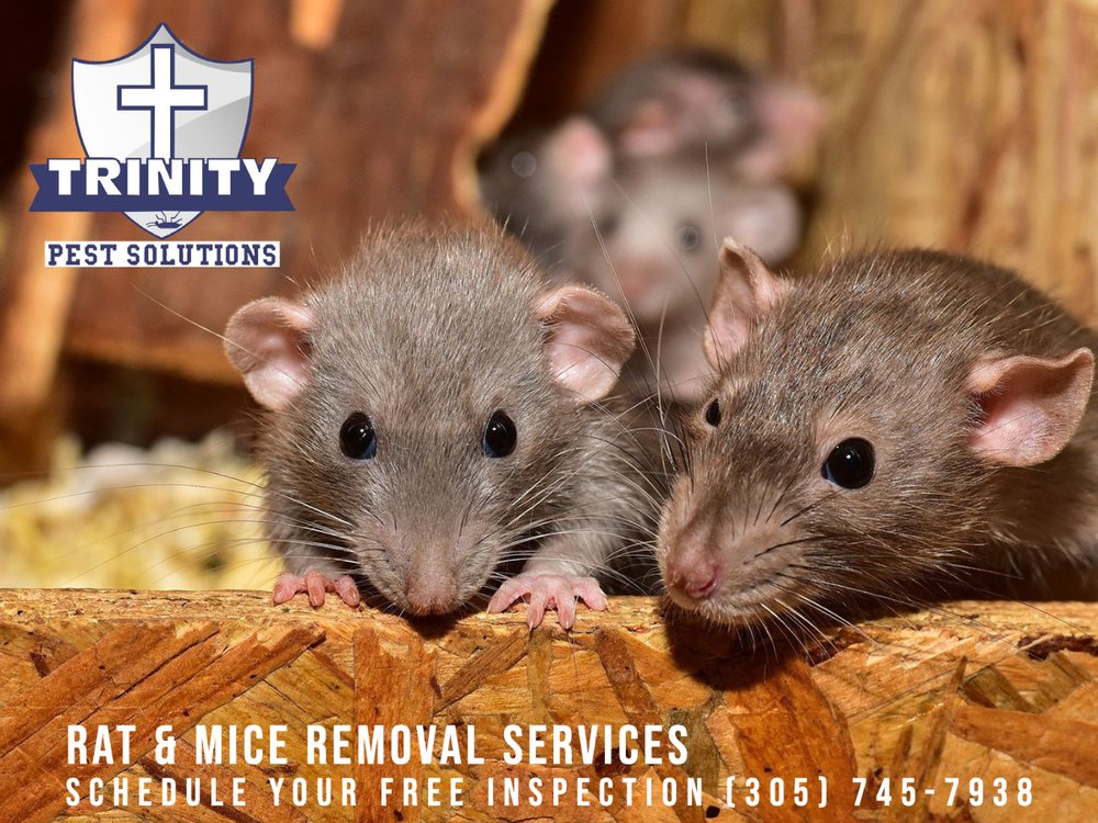 Trinity Pest Solutions