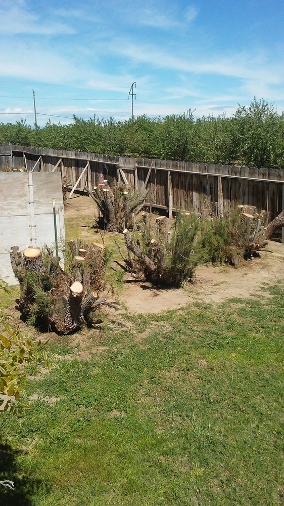George's Tree Service