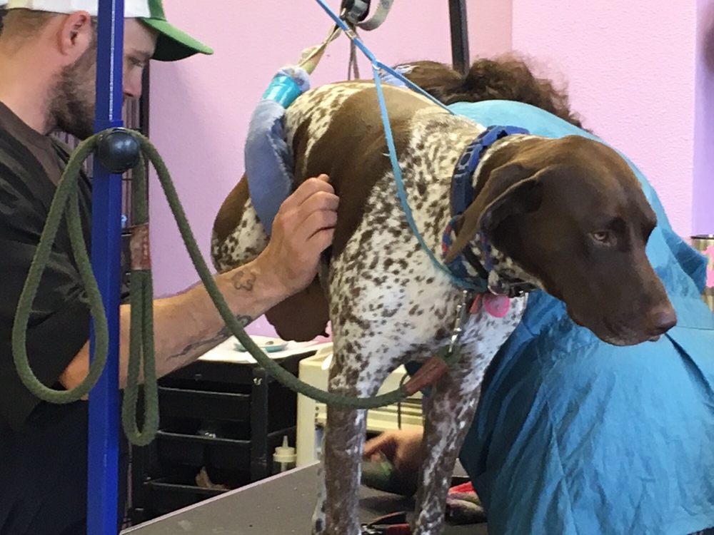 Wash Your Paws Pet Grooming Pet Groomers 1115 Bain St SE, Albany