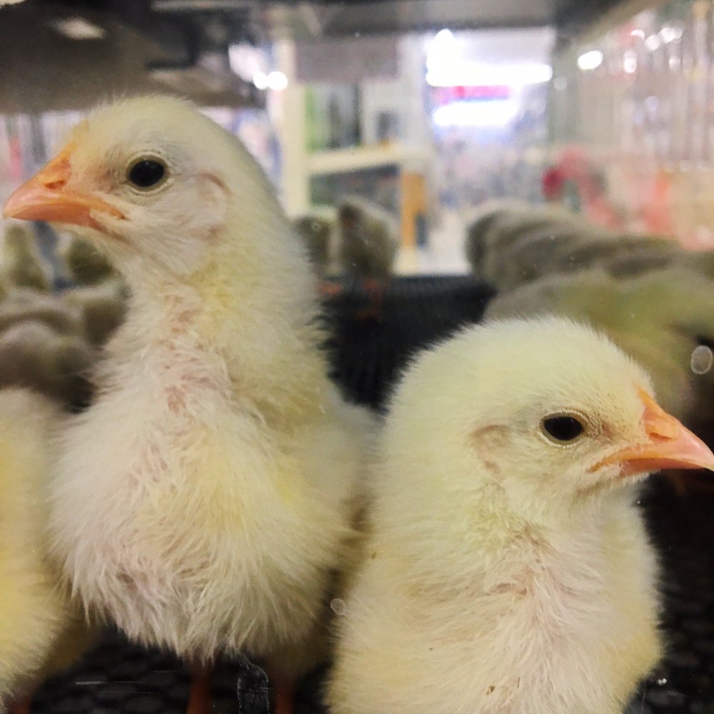 Tractor Supply Company