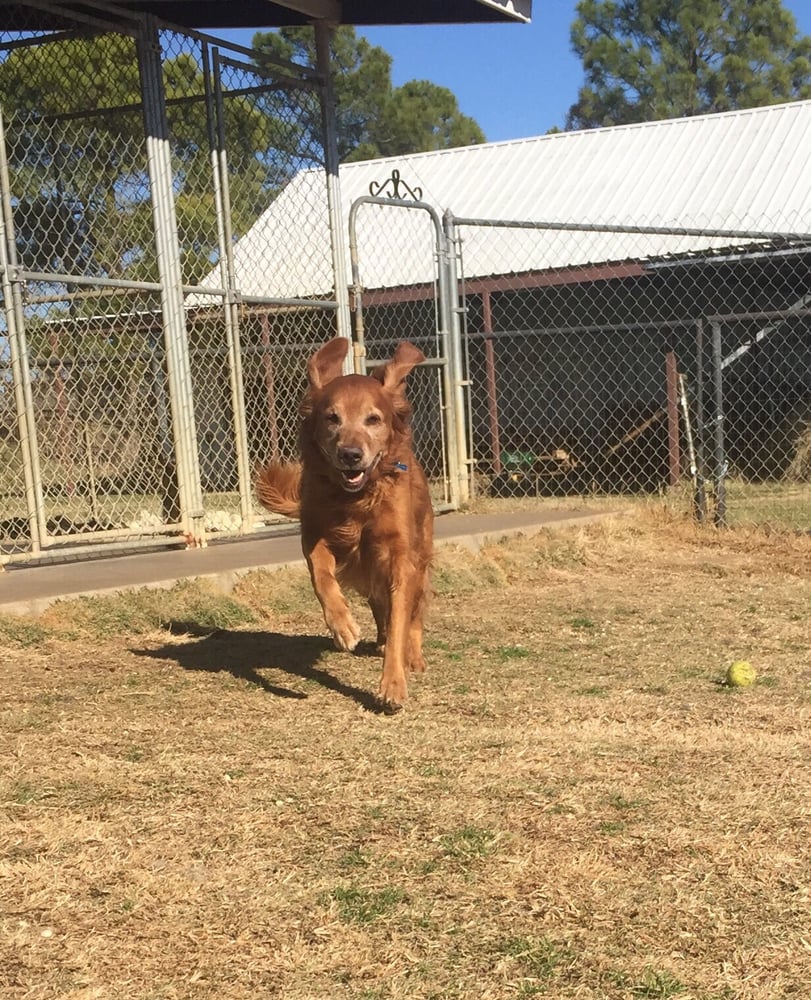 Hilltop Kennels 16 Photos Pet Sitting 12903 Hilltop Rd, Argyle